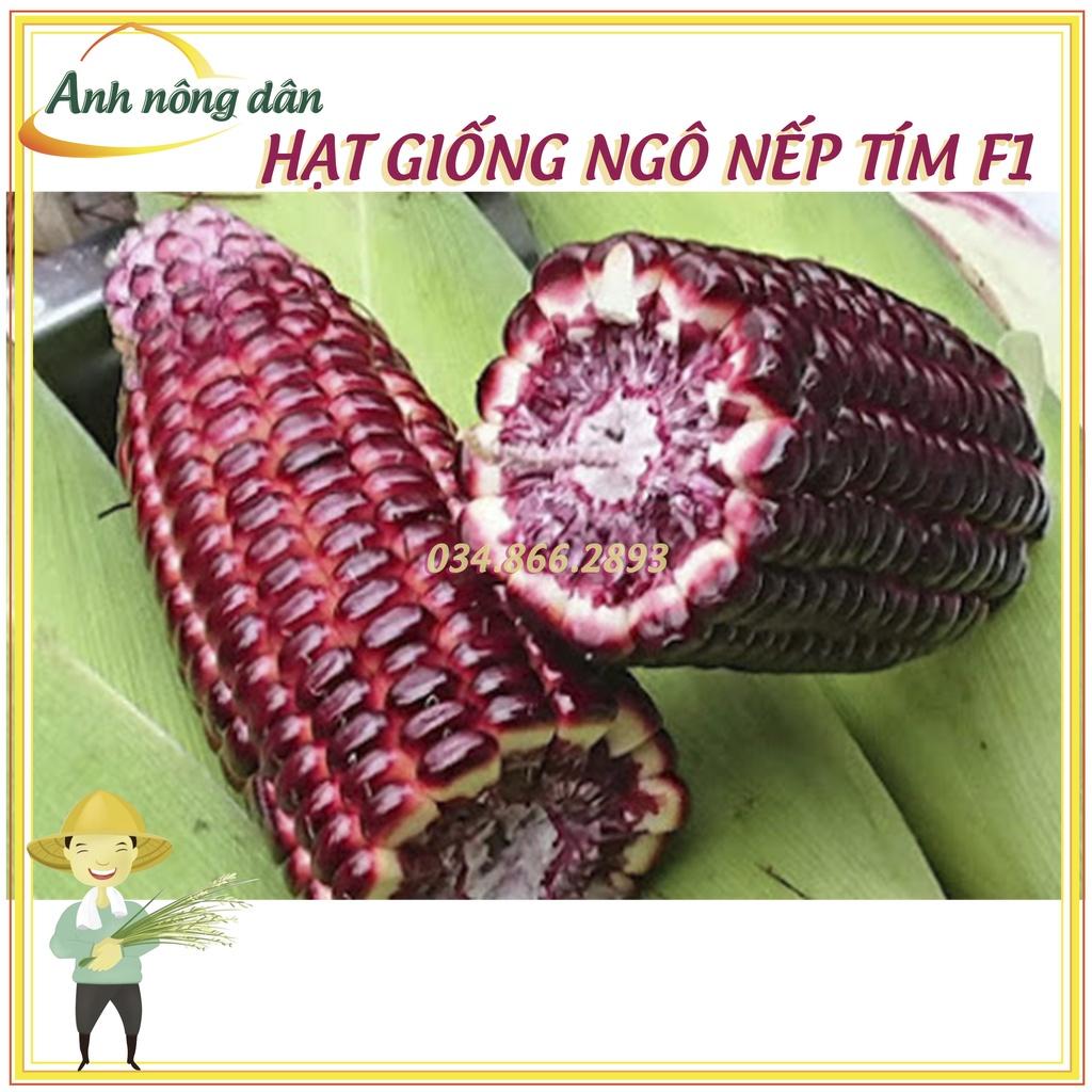 Gói 500g Hạt giống ngô nếp tím F1 cao sản - bắp nếp tím giống thuần chất lượng tốt, năng suất cao