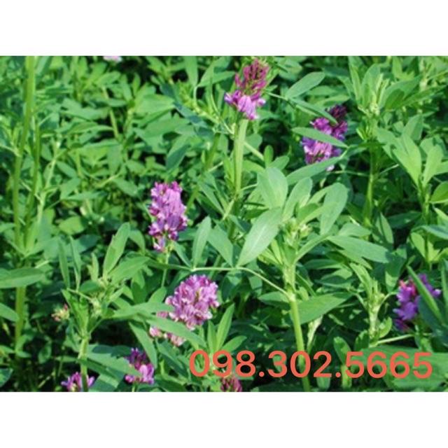Hạt giống cỏ chăn nuôi Alfalfa linh lăng siêu dinh dưỡng - gói 200g