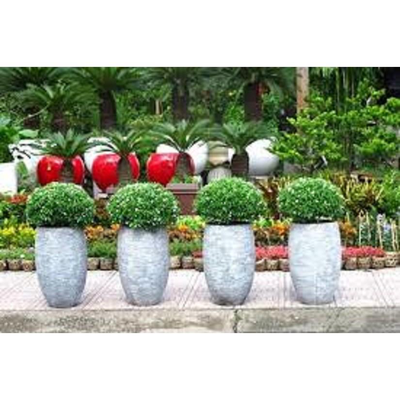 CÂY MAI VẠN PHÚC - CÂY TO