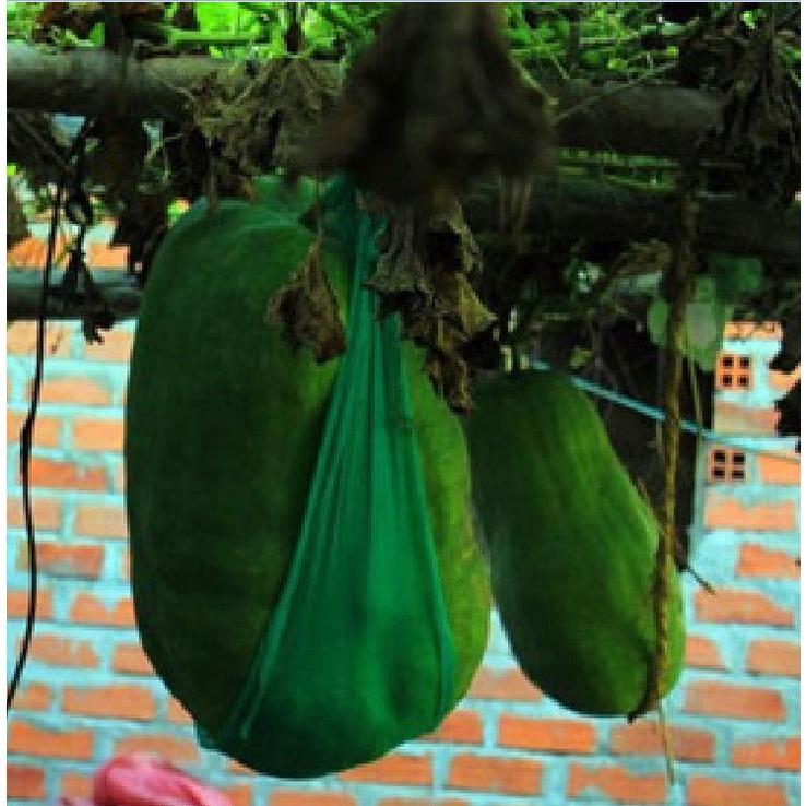 Combo 2 gói Hạt Giống Bí Đao Khổng Lồ- Gói 5 hạt-tặng kèm gói phân bón lót