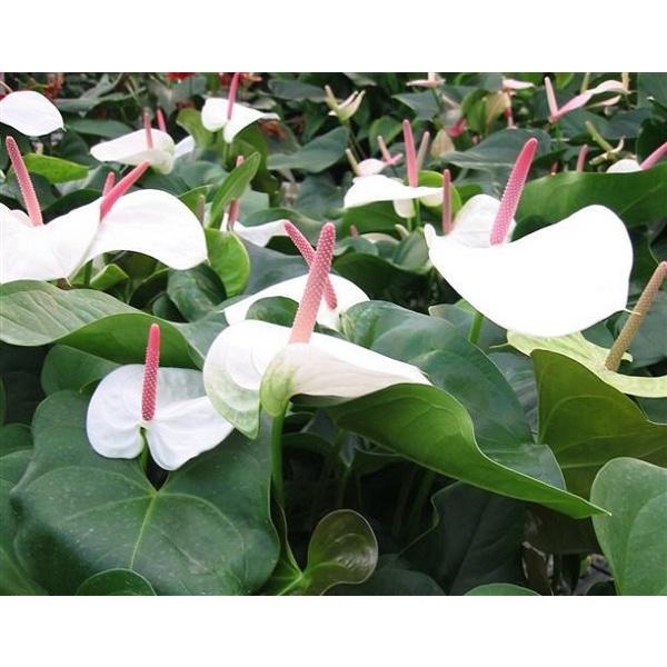 Cây Hồng Môn trắng - cây phong thủy để bàn
