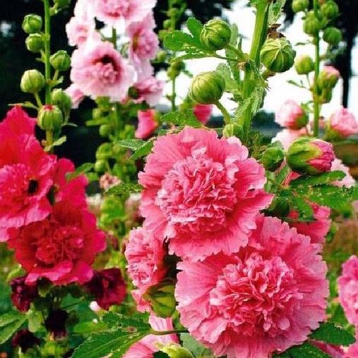 Hạt giống hoa mãn đình hồng kép mix màu--gói 50 hạt