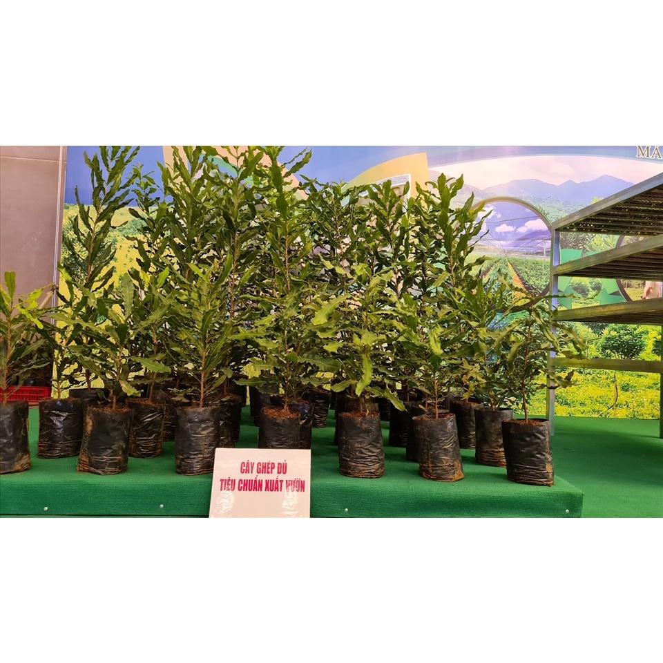 Cây macca giống ,Cây mắc ca giống - cây giống to