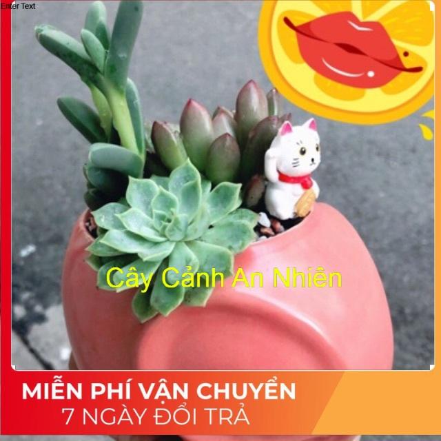 Các mẫu sen đá tiểu cảnh