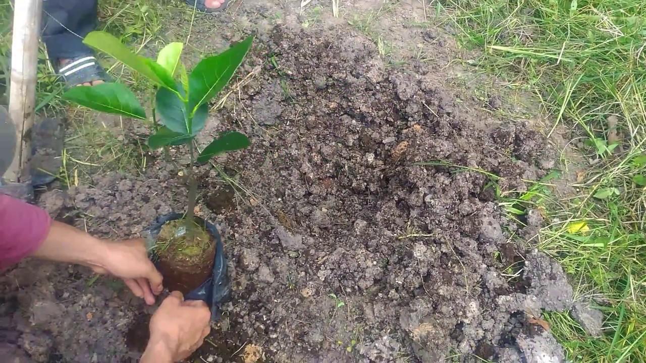Cây giống mít malaysia ruột đỏ, sơ đỏ, quả dài