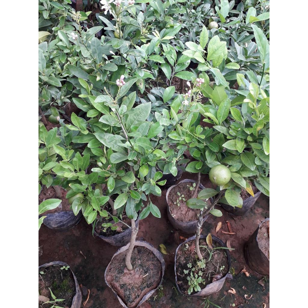CÂY GIỐNG CHANH TỨ QUÝ ĐANG RA QUẢ.