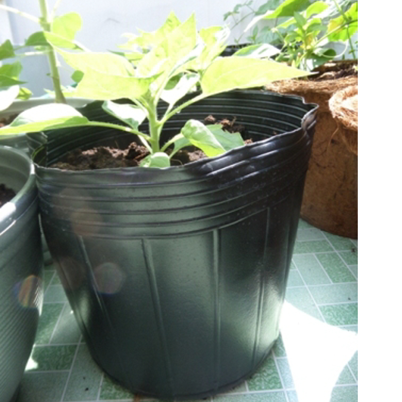 1000 Chậu nhựa ươm cây C5 miệng.đáy.cao 10.5x11x7.5 nhựa pe dẻo bền -077202