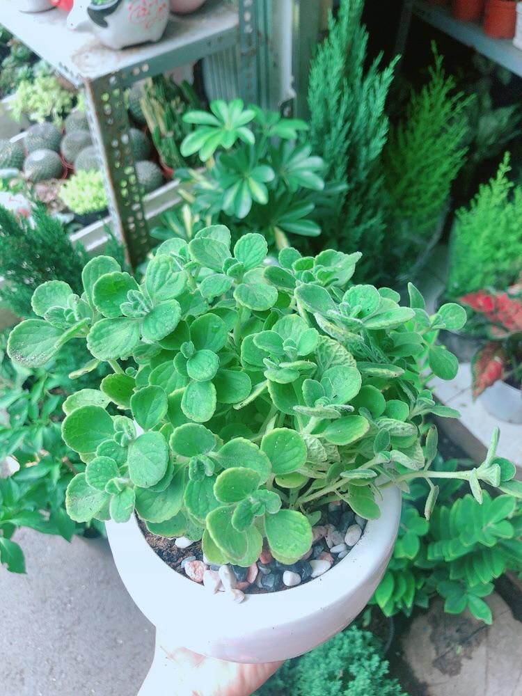 Chậu Cây Nhất Mạc Hương