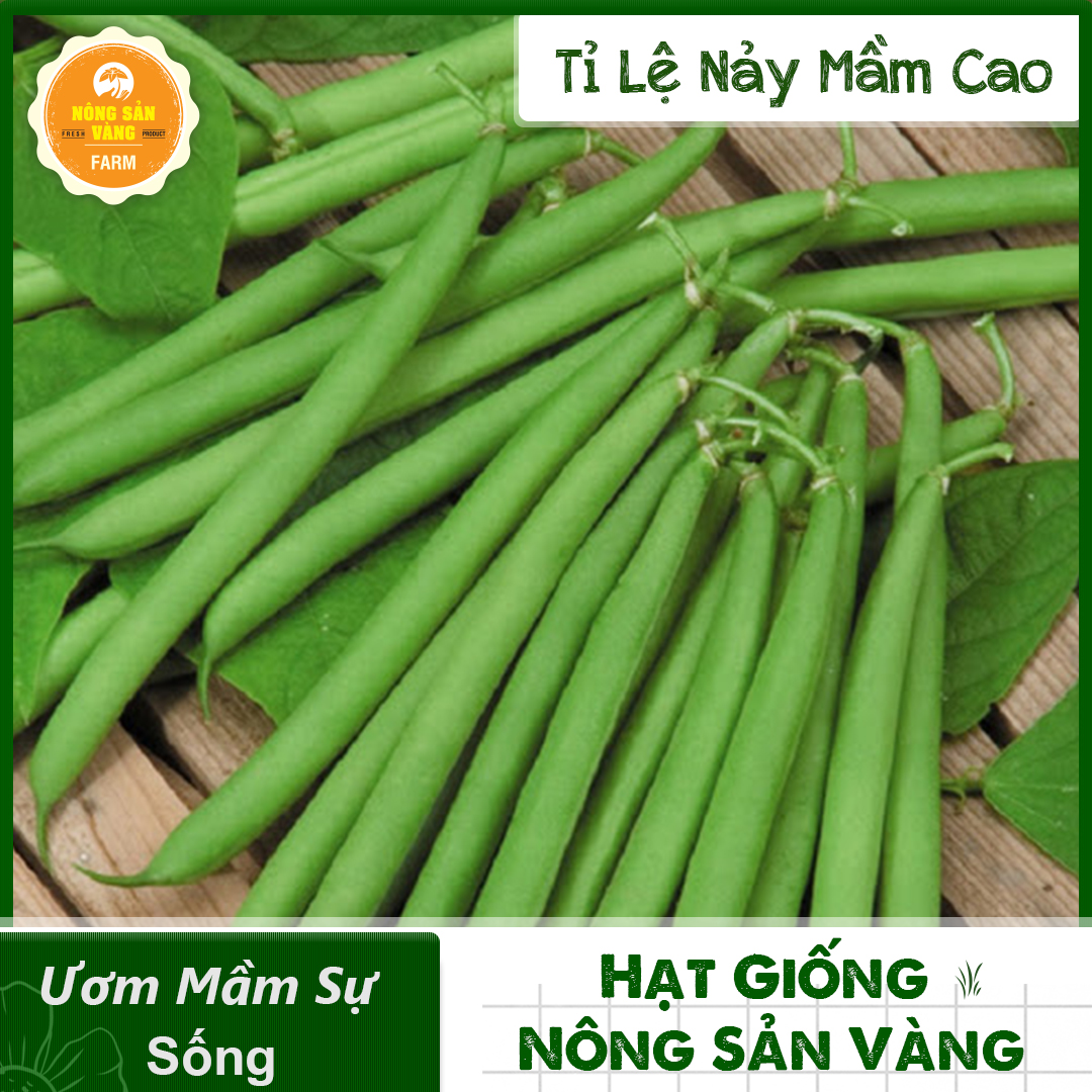 Hạt giống Đậu Ve Giàu Dinh Dưỡng, Dễ Chế Biến Thành Nhiều Món Ăn - Nông Sản Vàng
