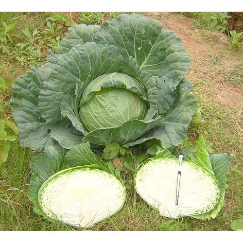 Hạt giống bắp cải xanh F1