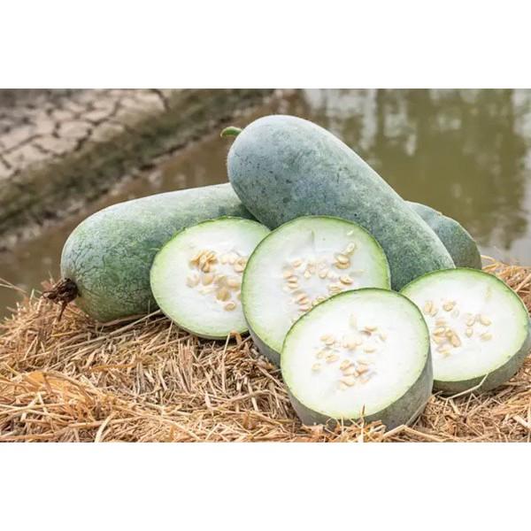 Hạt giống bí đao siêu trái dễ trồng kháng bệnh tốt năng suất cao gói 15 hạt cửa hàng hạt giống uy tín