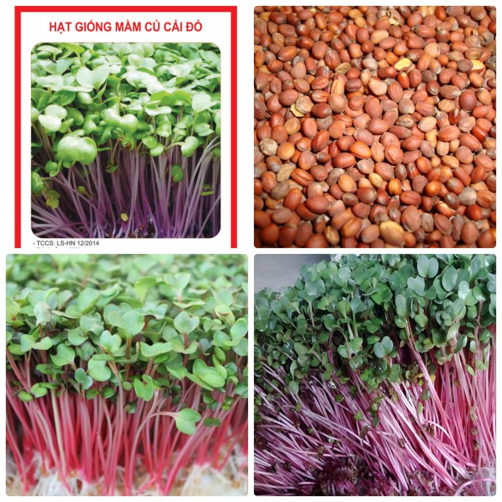 Hạt Giống Mầm củ cải đỏ 100g, Rau mầm