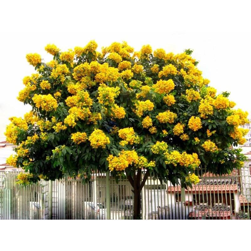 COMBO 2 CÂY GIỐNG CÂY GIÁNG HƯƠNG