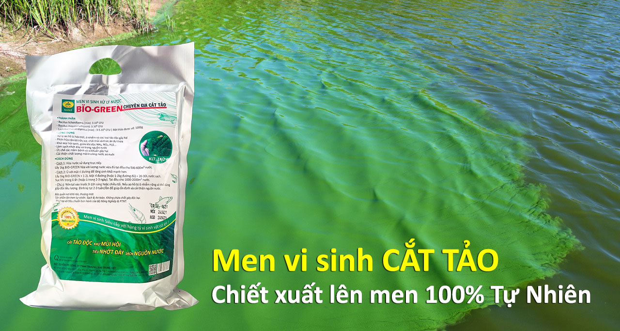 BIO-GREEN vi sinh xử lý nước ao hồ nuôi Cá Tôm bị ô nhiễm hoi thối. Cắt tảo xanh, tiêu nhớt đáy. Phân hủy cặn bã dư thừa làm trong sạch nguồn nước 