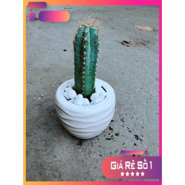 Chậu Xương Rồng Trụ