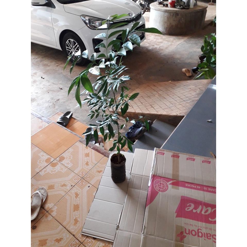 Combo 10 cây Móc Mật cao khỏe như hình .