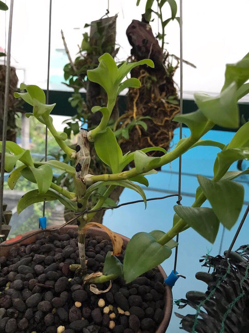 Phi điệp NÙ TAM BỐ cam kết chất lượng