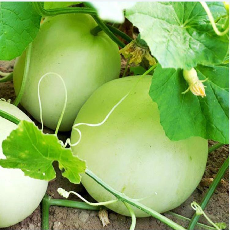 Combo 4 gói Hạt giống Dưa lê siêu ngọt -gói 10 hạt/tặng kèm gói phân bón lót