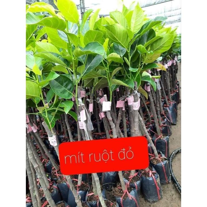 Cây giống Mít ruột đỏ sơ đỏ