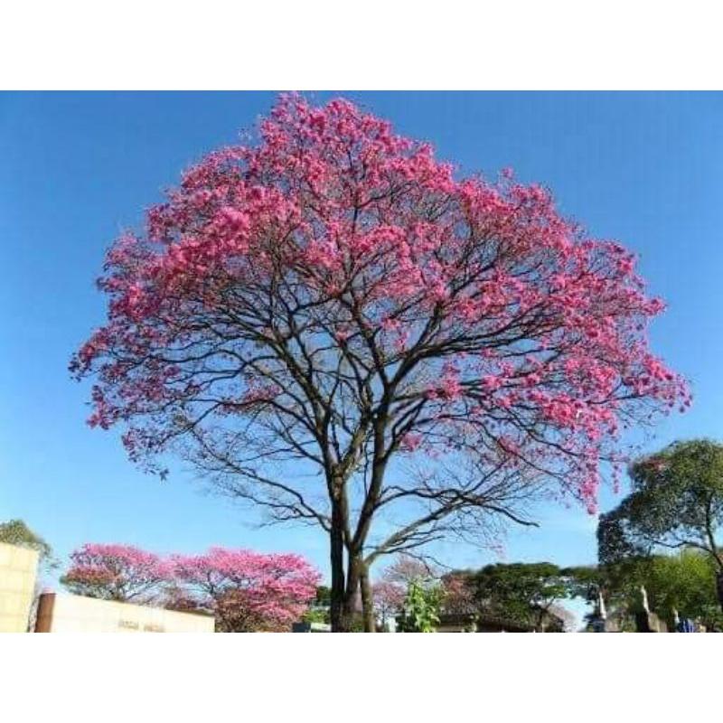 Cây giống kèn hồng