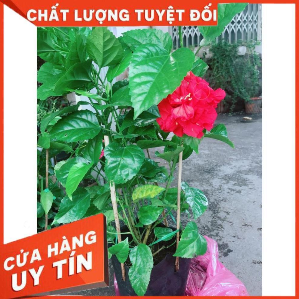 Hoa Dâm Bụt Đỏ