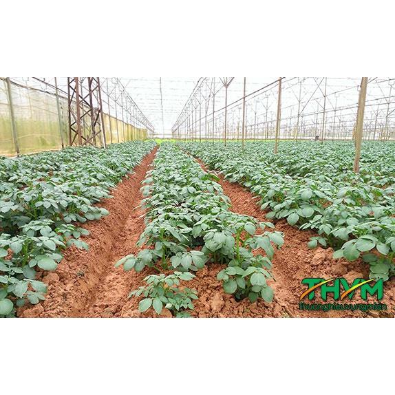 Phân bón Siêu lân 60+, Ra rễ cực mạnh, bật chồi, đẻ nhánh, nở bụi, khắc phục vàng lá sinh lý, nghẹt rễ