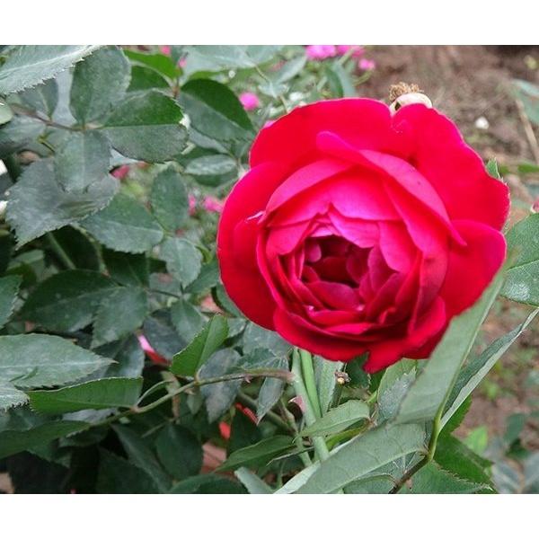 Hoa hồng Quế son nguyên bản đang nụ