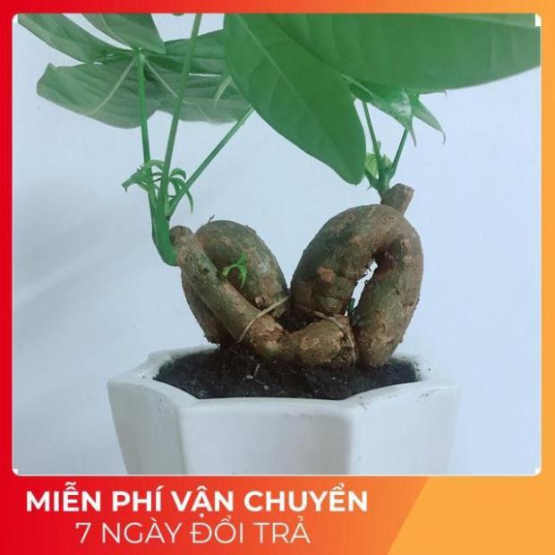 Chậu Kim Ngân Nơ