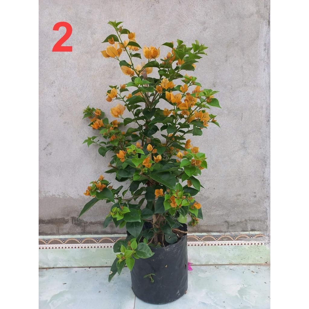 HOA GIẤY THÁI CHẬU TO SẴN HOA SẴN NỤ ĐỦ 6 MÀU