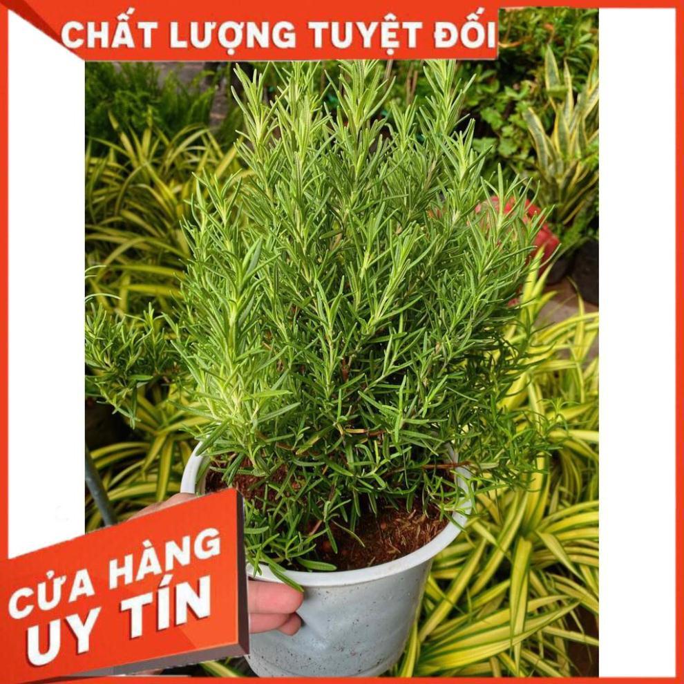 Chậu Hương Thảo Lớn Nhiều Người Mua