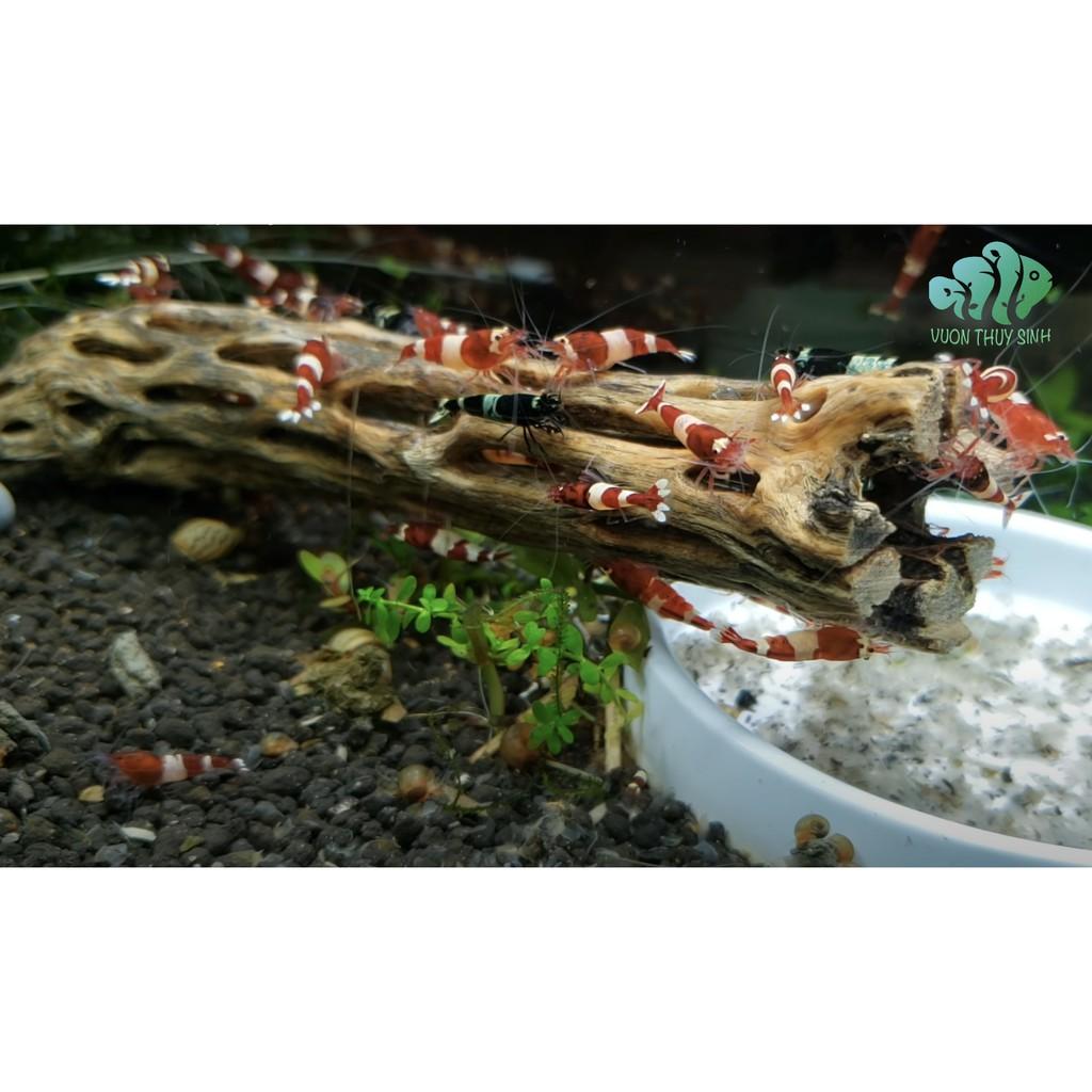 Lũa Cholla cho tép cảnh