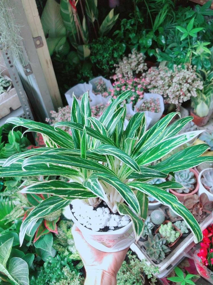 Chậu Cây Giữ Tiền