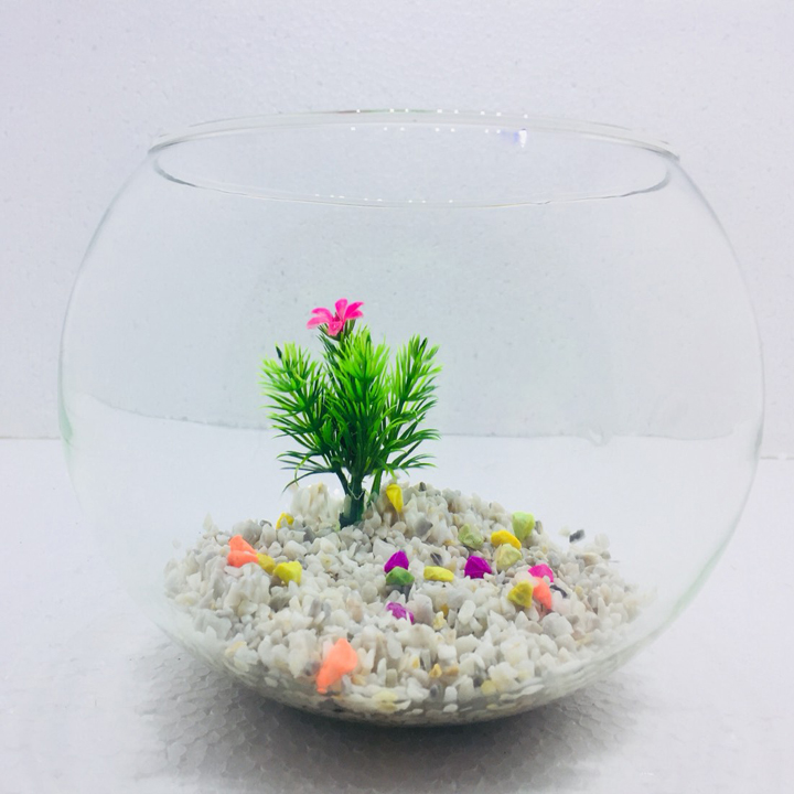 Bể cá mini để bàn tròn T11 Tặng phụ kiện