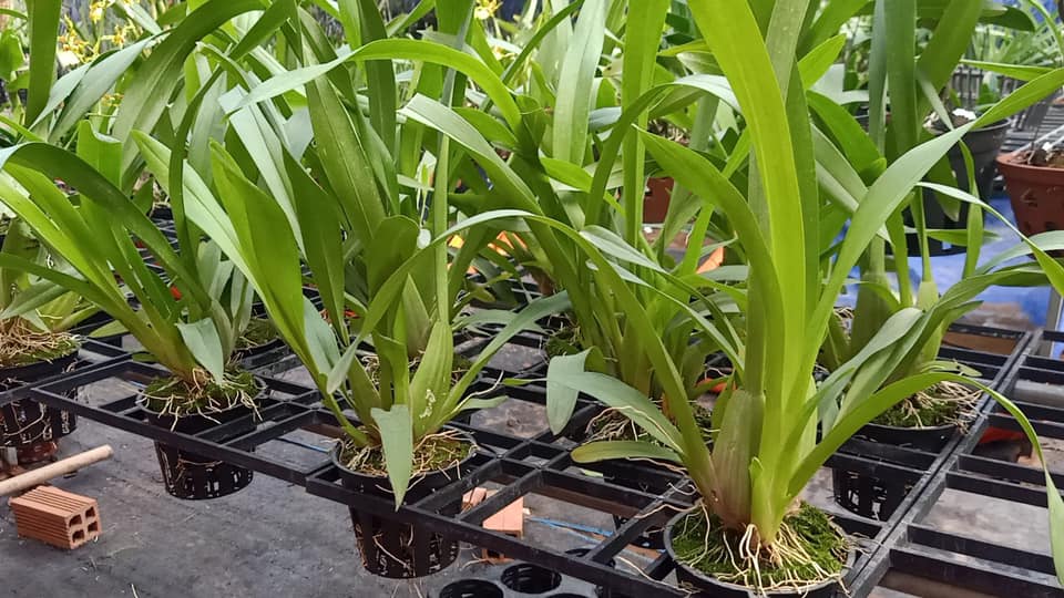 Cây hoa lan Denro Vũ nữ Yangold