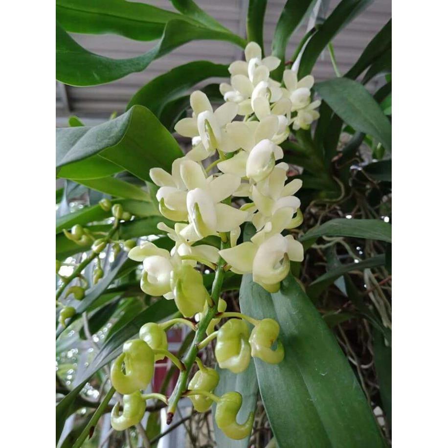 Hoa phong lan quế lan hương