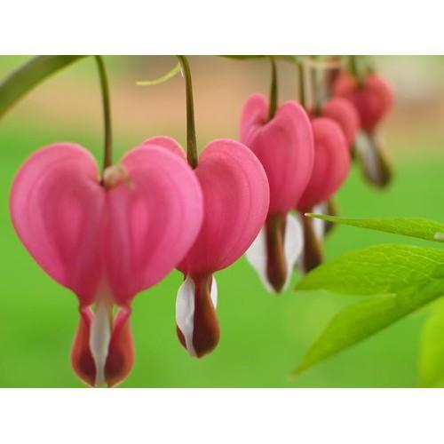 CHẬU CÂY GIỐNG HOA TIGON-LOÀI HOA SIÊU ĐẸP CÓ MÙI THƠM NHẸ,MANG CẢM XÚC TRẦM BUỒN