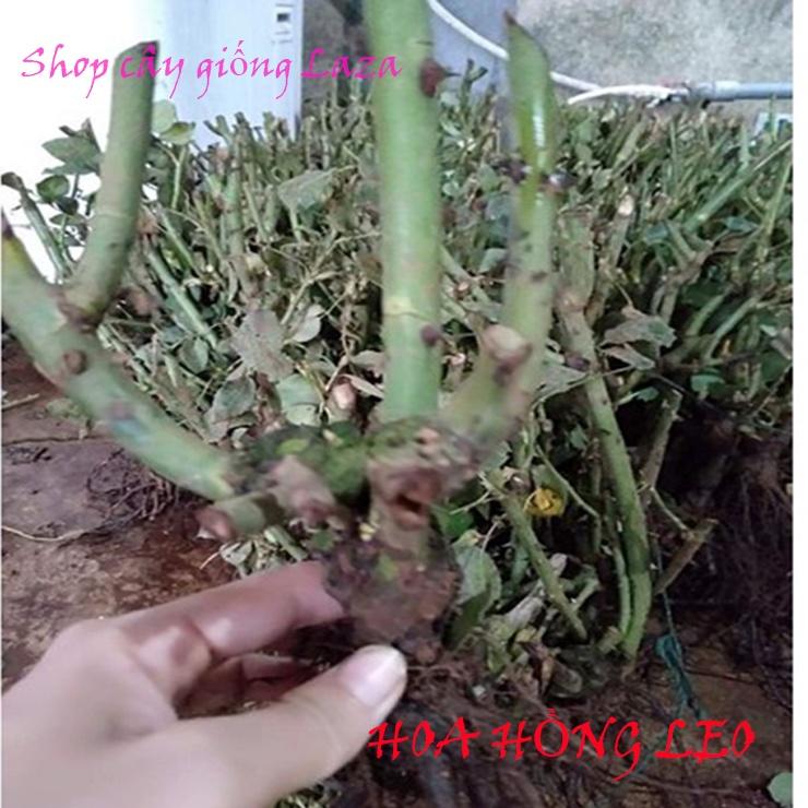 Gốc hoa hồng leo Pháp đầy đủ màu hoa