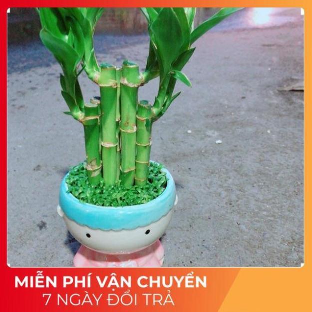 Chậu Trúc Phát Tài Cô Gái