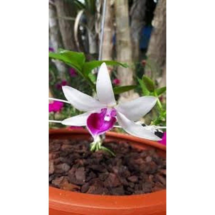 Cốc phi điệp 5 cánh trắng LÂM XUNG - hàng gieo hạt - hoa xổ số - hoa siêu đẹp giá rẻ