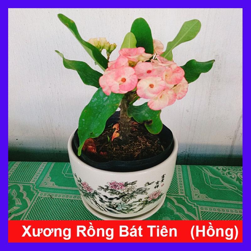 Xương Rồng Bát Tiên (Hồng) - cây cảnh để bàn + tặng phân bón cho cây