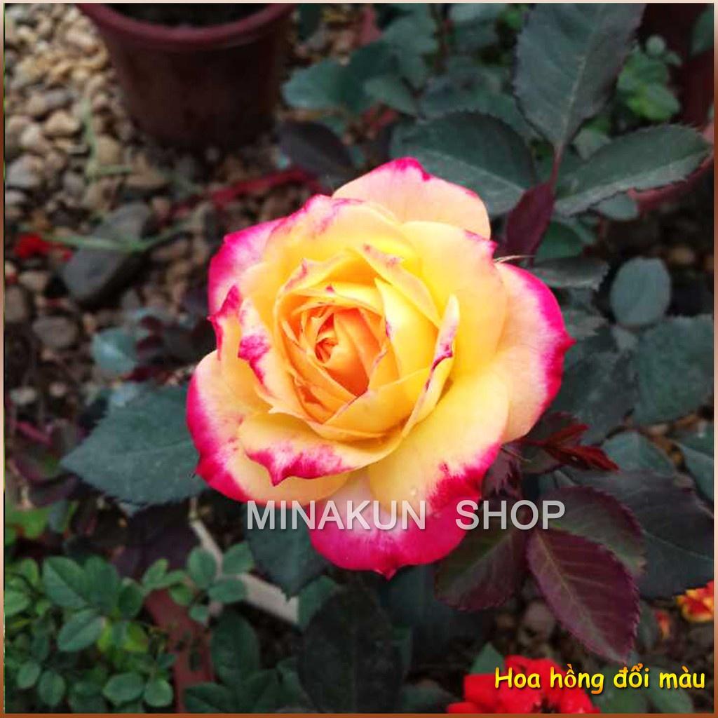 Hoa hồng đổi màu cực hot -bầu to lớn, cây trưởng thành trưởng thành