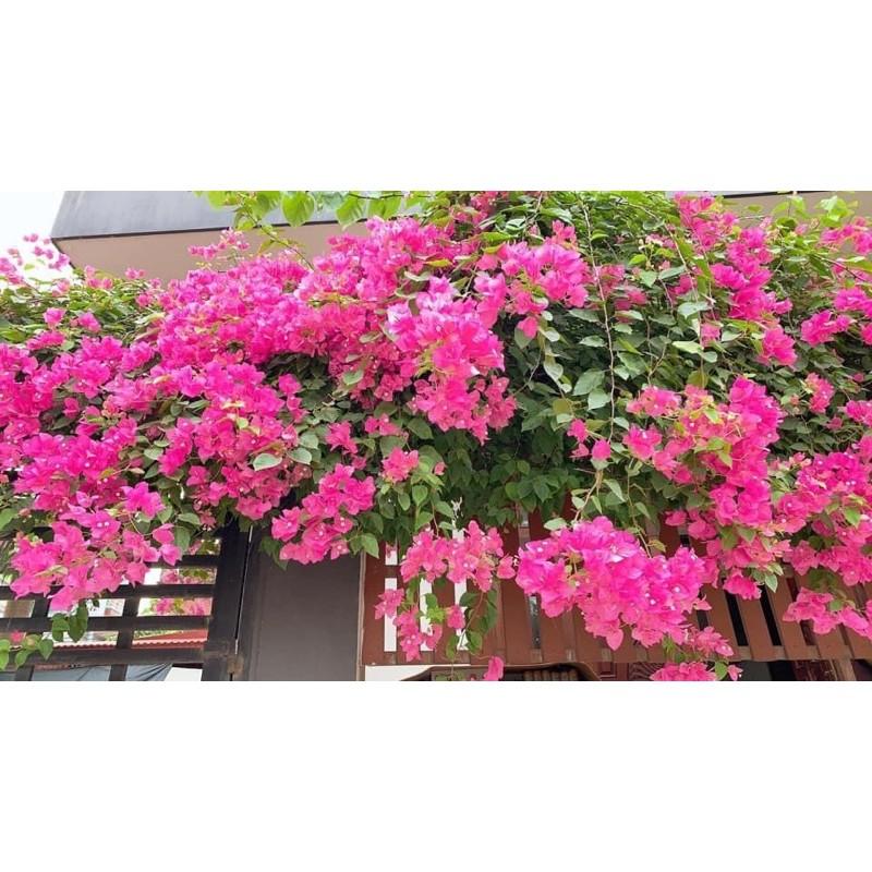 ️️FREE SHIP ️ HOA GIẤY NGŨ SẮC_CÂY CẢNH