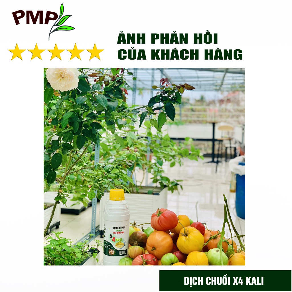 Dịch Chuối Humic X4 PMP Đậm Đặc Gấp 4 Lần - Cho hoa hồng, Hoa lan, Cây cảnh, Rau sạch 1000ml