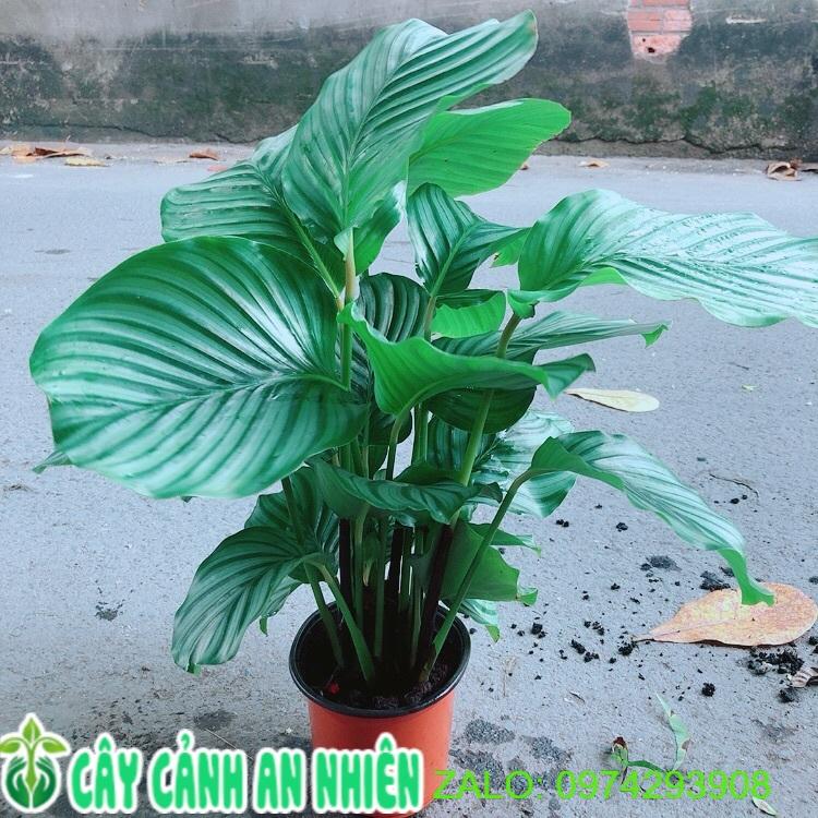Đuôi Công Táo