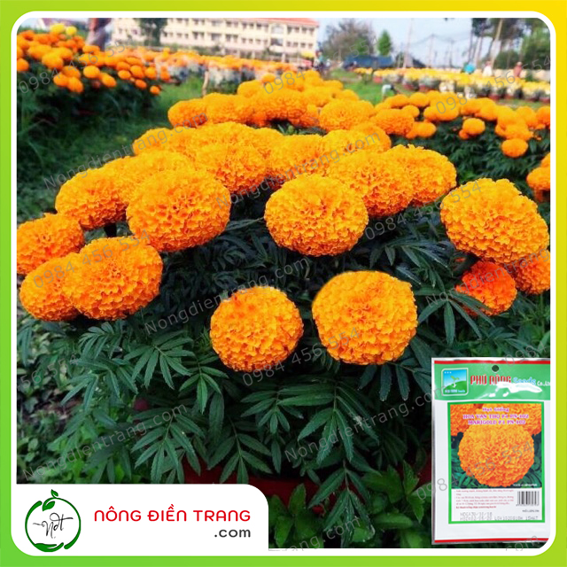 Hạt Giống Vạn Thọ Lùn Cam Phú Nông - Gói 15 Hạt - Sinh Trưởng Mạnh, Kháng Bệnh Tốt VTNN Nông Điền Trang