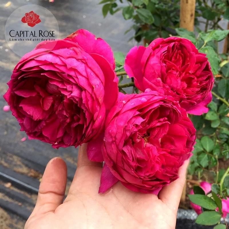 Hoa hồng ngoại Autunm Rouge Rose - hồng bụi, hoa thơm