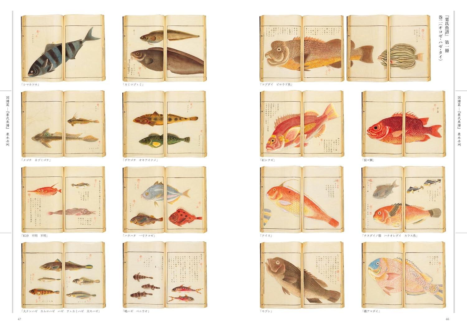 Sách ngoại văn: 江戸の図譜 魚 - Edo No Zufu Sakana