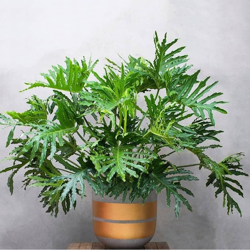 Giá gốc-CHẬU CÂY TRẦU BÀ THANH XUÂN TO 3 CÂY