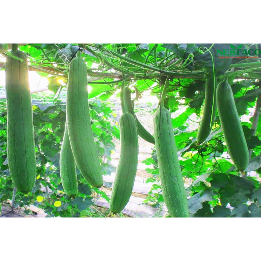 Hạt Giống Mướp Hương Gieo Tháng 2,3,4,5,6 Dương Lich
