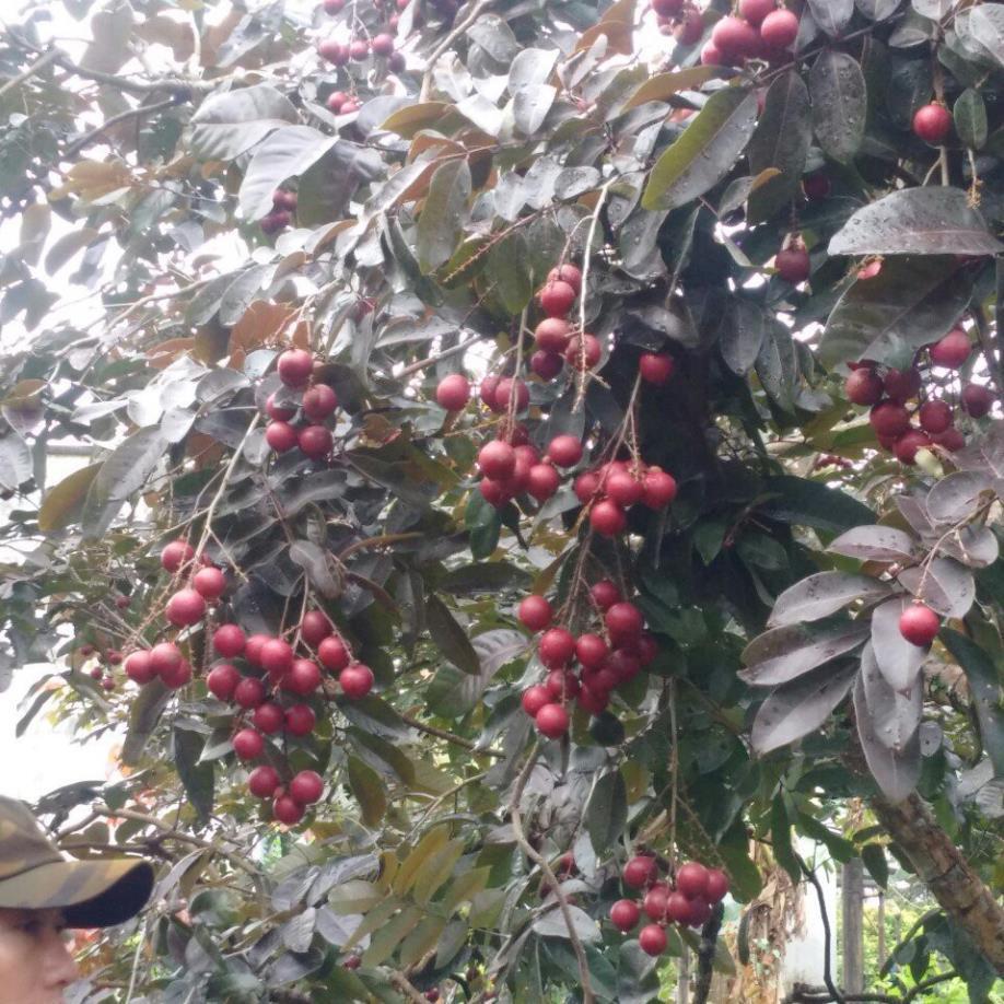 CÂY GIỐNG NHÃN TÍM
